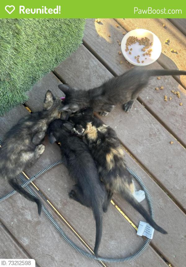 Reunited Female Cat last seen Near E View Drive, South Weber, UT 84405