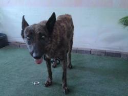 Shelter Stray Female Dog last seen , 4275 Elton St, Baldwin Park, CA 91706, USA