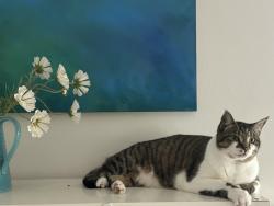 Lost Female Cat last seen 40th & SW marigold st, Portland, OR 97219