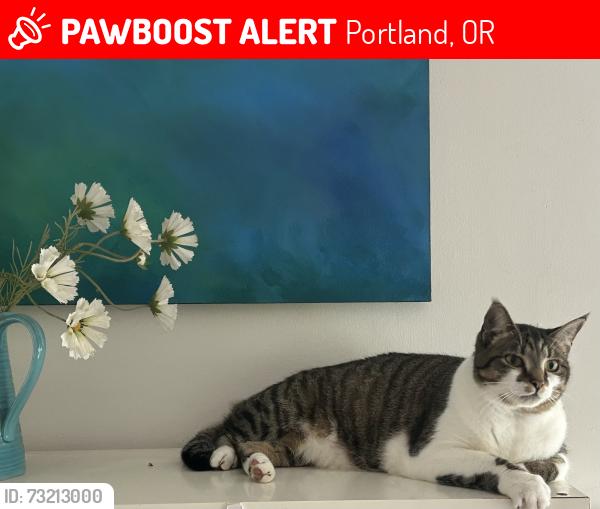 Lost Female Cat last seen 40th & SW marigold st, Portland, OR 97219