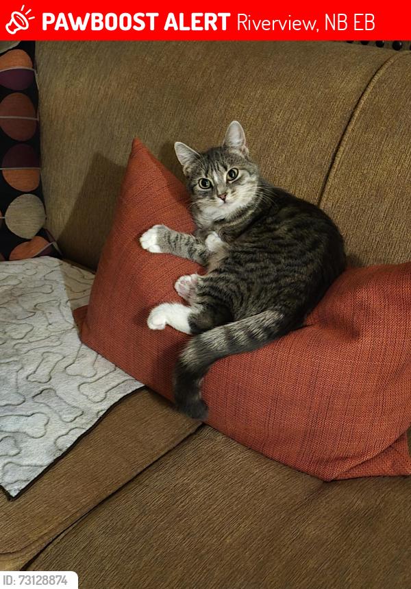 Lost Female Cat last seen Wedgewood Ave, Riverview, NB E1B