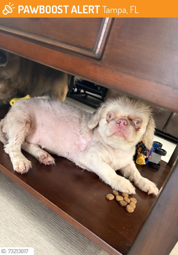 Found/Stray Female Dog last seen Hajsns, Tampa, FL 33604