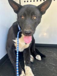 Shelter Stray Male Dog last seen Near BLK CONNIE AV, BAKERSFIELD, CA, 201 S Mt Vernon Ave, Bakersfield, CA 93307, USA