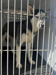 Shelter Stray Female Dog last seen Near BLK CONNIE AV, BAKERSFIELD, CA, 201 S Mt Vernon Ave, Bakersfield, CA 93307, USA