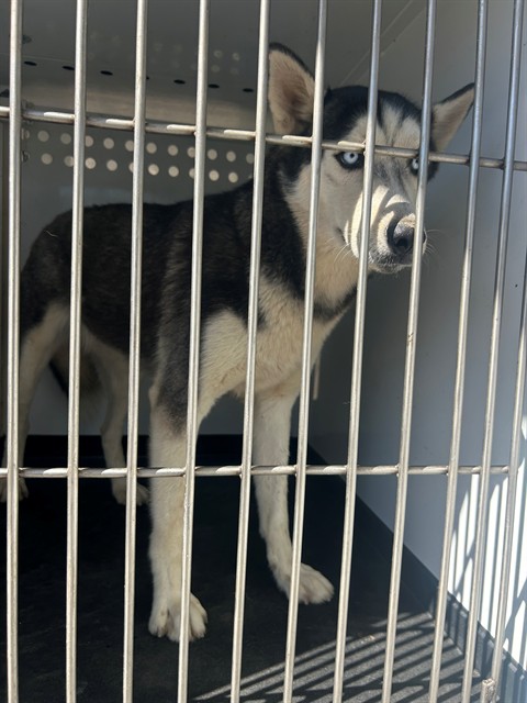 Shelter Stray Female Dog last seen Near BLK CONNIE AV, BAKERSFIELD, CA, 201 S Mt Vernon Ave, Bakersfield, CA 93307, USA