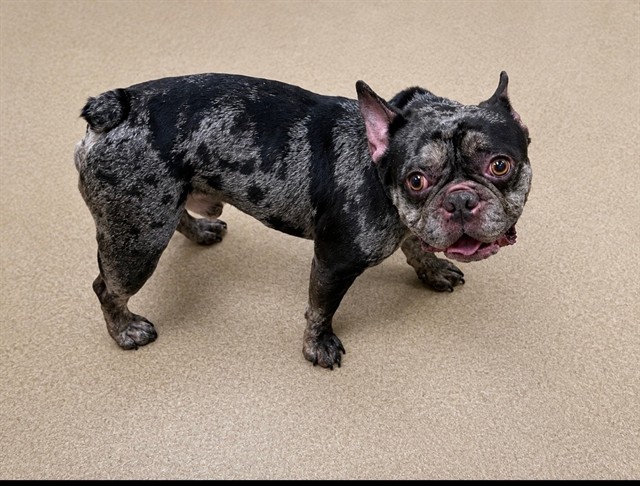 Shelter Stray Male Dog last seen , 38550 Sierra Hwy, Palmdale, CA 93550, USA