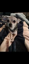 Lost Female Dog last seen Bronco ridge, Pleasanton, TX 78064