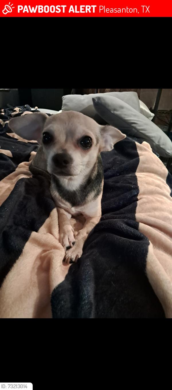 Lost Female Dog last seen Bronco ridge, Pleasanton, TX 78064