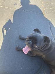 Found/Stray Female Dog last seen Cerritos, Anaheim, CA 92802