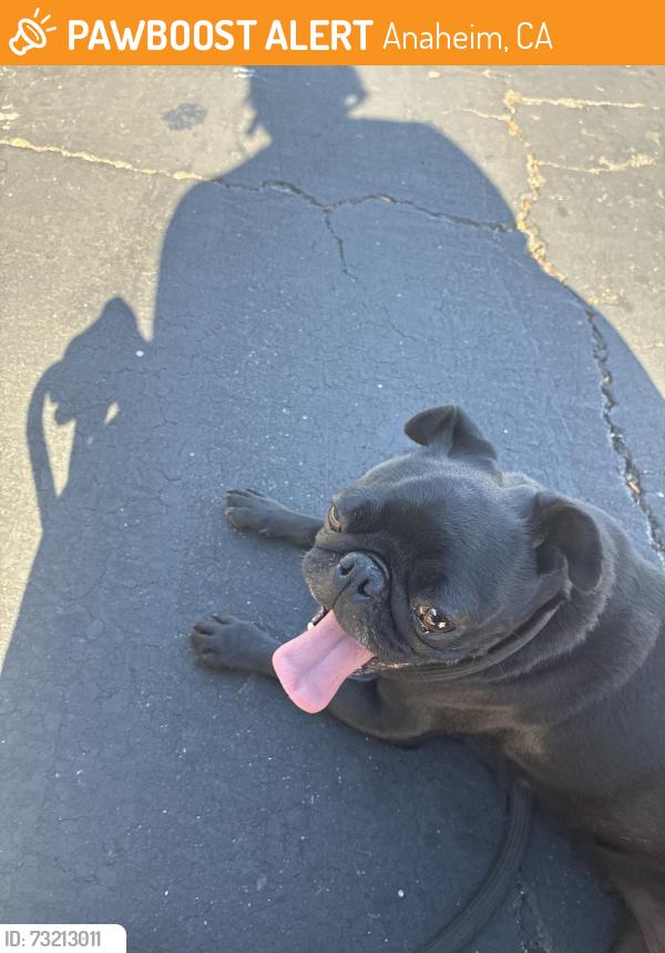 Found/Stray Female Dog last seen Cerritos, Anaheim, CA 92802