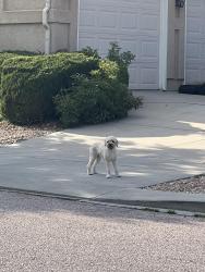 Found/Stray Unknown Dog last seen Roaring Fork and Jack’s Fork Intersection, Colorado Springs, CO 80924