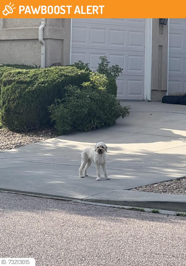 Found/Stray Unknown Dog last seen Roaring Fork and Jack’s Fork Intersection, Colorado Springs, CO 80924