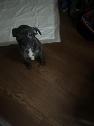 Lost Male Dog last seen Bakersfield/taft area please reunite us, Bakersfield, CA 93305