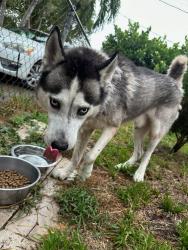 Reunited Male Dog last seen Near nw 58 av 33126, Miami, FL 33126