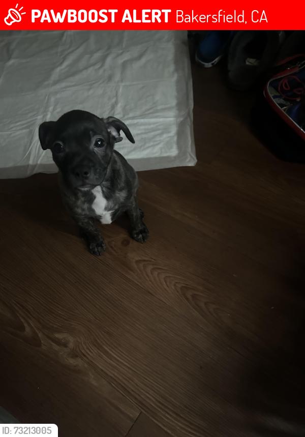 Lost Male Dog last seen Bakersfield/taft area please reunite us, Bakersfield, CA 93305