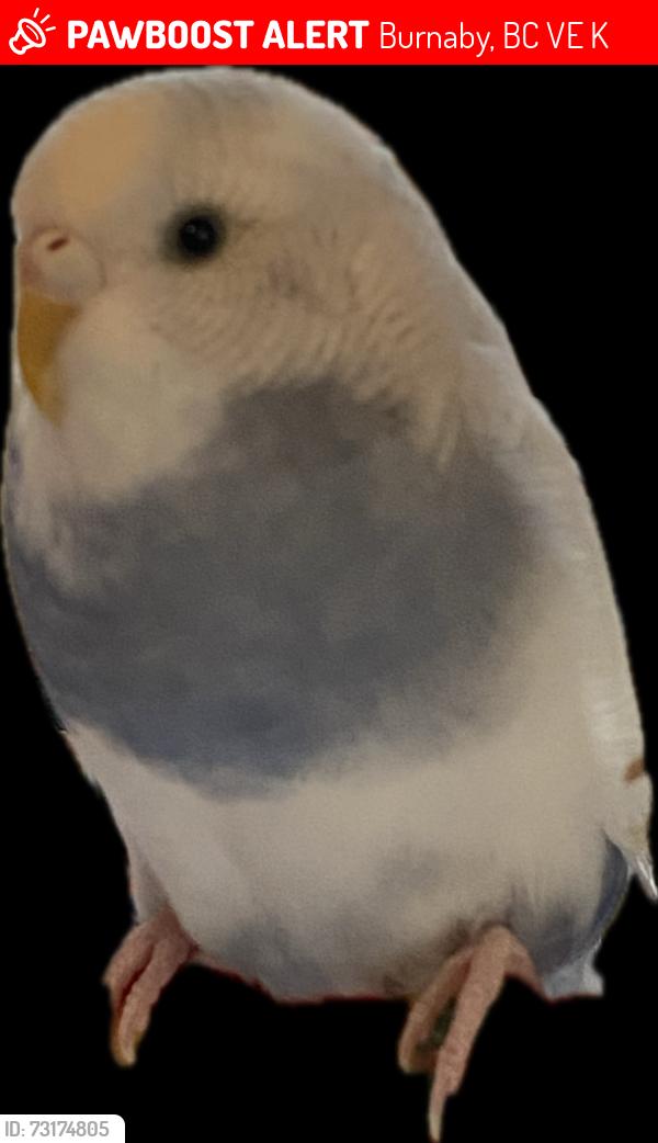 Lost Male Bird last seen Canada Way & Morley, Burnaby, BC V5E 2K4