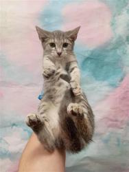 Shelter Stray Female Cat last seen GARLAND CREST CT / ELK CREST DR, 9150 Union Park Way, Elk Grove, CA 95624, USA