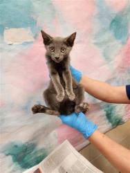 Shelter Stray Male Cat last seen GARLAND CREST CT / ELK CREST DR, 9150 Union Park Way, Elk Grove, CA 95624, USA
