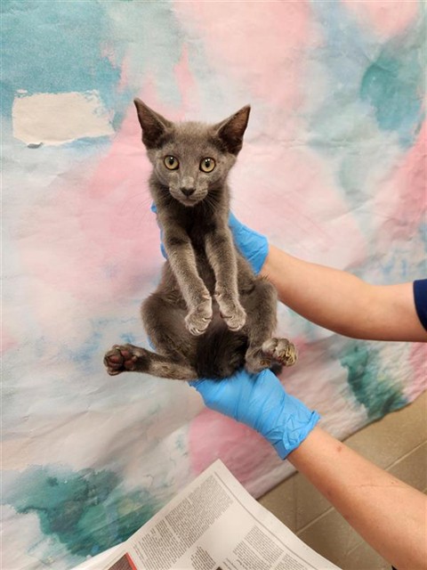 Shelter Stray Male Cat last seen GARLAND CREST CT / ELK CREST DR, 9150 Union Park Way, Elk Grove, CA 95624, USA