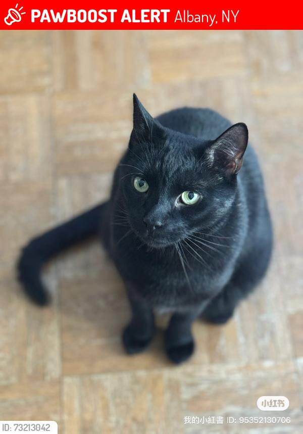 Lost Male Cat last seen New Scotland Ave, Albany, NY 12208