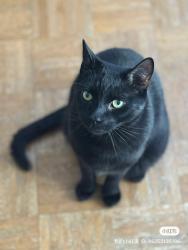 Lost Male Cat last seen New Scotland Ave, Albany, NY 12208