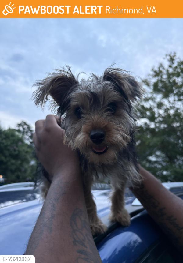 Found/Stray Female Dog last seen Flatbranch drive, Richmond, VA 23233