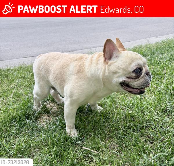 Lost Male Dog last seen Gold Dust Rd & hmstd Dr park, Edwards, CO 81632