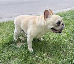 Lost Male Dog last seen Gold Dust Rd & hmstd Dr park, Edwards, CO 81632