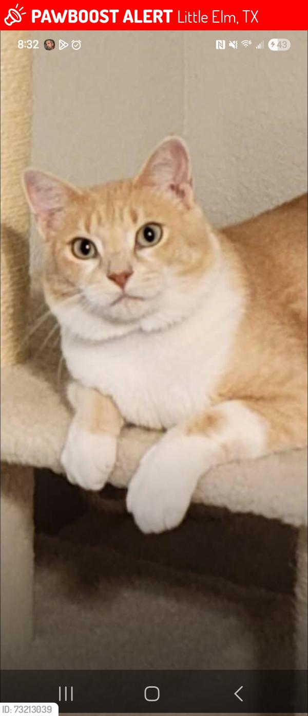 Lost Male Cat last seen Little Elm, Little Elm, TX 76227