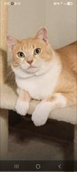 Lost Male Cat last seen Little Elm, Little Elm, TX 76227