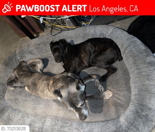 Lost Male Dog last seen Woodley and San Fernando Mission blvd, Los Angeles, CA 91344