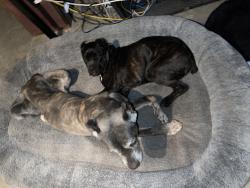 Lost Male Dog last seen Woodley and San Fernando Mission blvd, Los Angeles, CA 91344