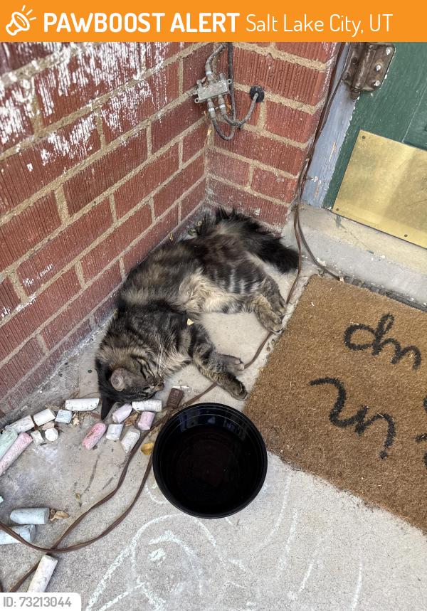 Found/Stray Unknown Cat last seen 1200S 1700 E, Salt Lake City, UT 84108