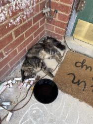 Found/Stray Unknown Cat last seen 1200S 1700 E, Salt Lake City, UT 84108