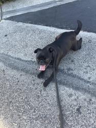 Found/Stray Female Dog last seen Cerritos and Euclid, Anaheim, CA 92802