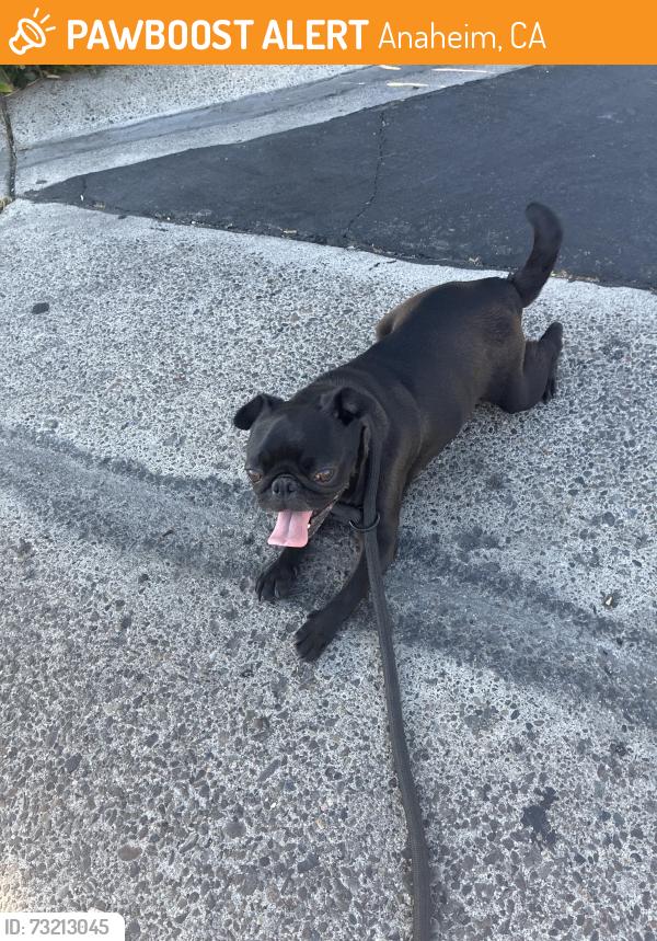 Found/Stray Female Dog last seen Cerritos and Euclid, Anaheim, CA 92802