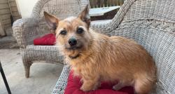 Reunited Male Dog last seen N Keebler Street, Collinsville, IL 62234