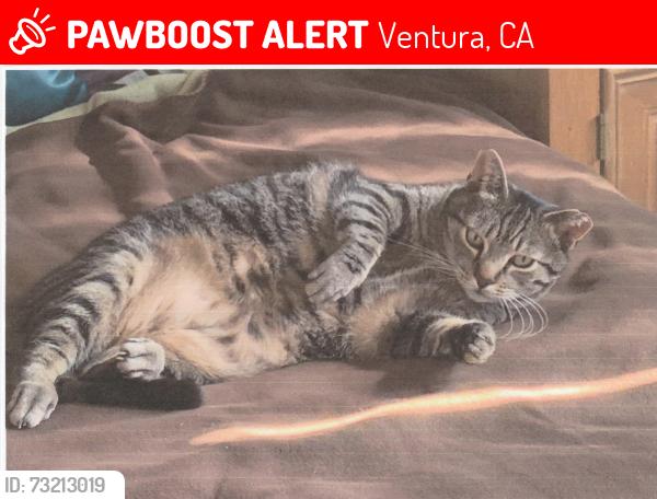 Lost Male Cat last seen Hunter Street between Wake Forest & Bryn Mawr; Campus View Pool, Ventura, CA 93003