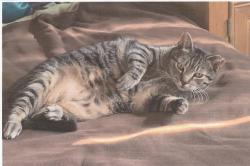 Lost Male Cat last seen Hunter Street between Wake Forest & Bryn Mawr; Campus View Pool, Ventura, CA 93003
