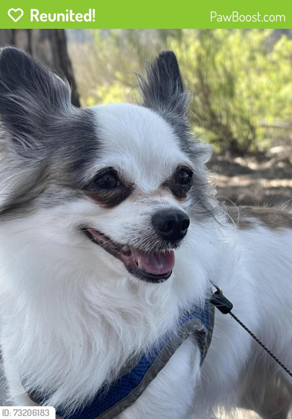 Reunited Male Dog last seen Ash St, Escondido, CA 92026