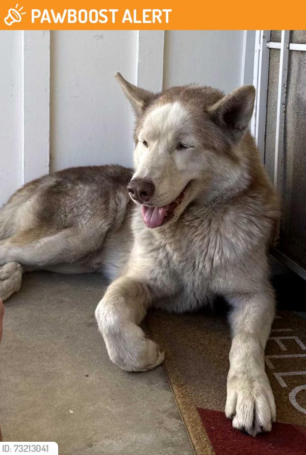 Found/Stray Male Dog last seen Whittier blvd and N Citrus Dr, La Habra, CA 90631