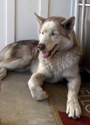 Found/Stray Male Dog last seen Whittier blvd and N Citrus Dr, La Habra, CA 90631