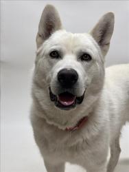 Shelter Stray Male Dog last seen BAILEY RANCH/BLUE SHADOW, 16 Barnes Ct, Hayward, CA 94544, USA