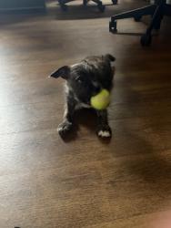 Lost Male Dog last seen Aduel, Providence, RI 02909
