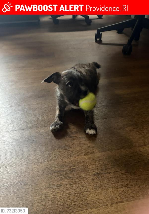Lost Male Dog last seen Aduel, Providence, RI 02909