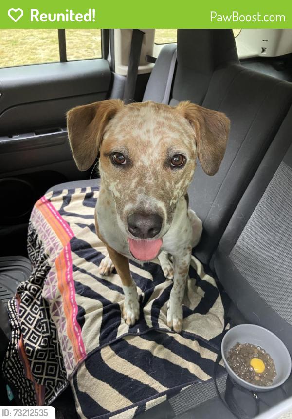Reunited Female Dog last seen Hardy's Market Sequim, Sequim, WA 98382