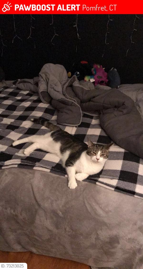 Lost Male Cat last seen Cooney and Searles, Pomfret, CT 06259