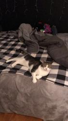 Lost Male Cat last seen Cooney and Searles, Pomfret, CT 06259
