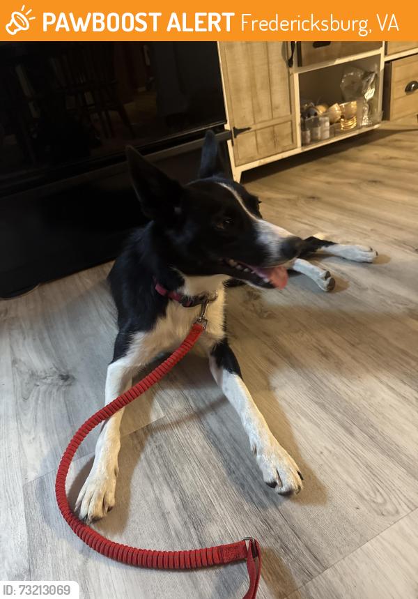 Found/Stray Female Dog last seen Truslow rd, Fredericksburg, VA 22406