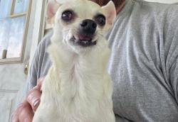 Reunited Male Dog last seen Plantarion road, Bishopville sc, Bishopville, SC 29010